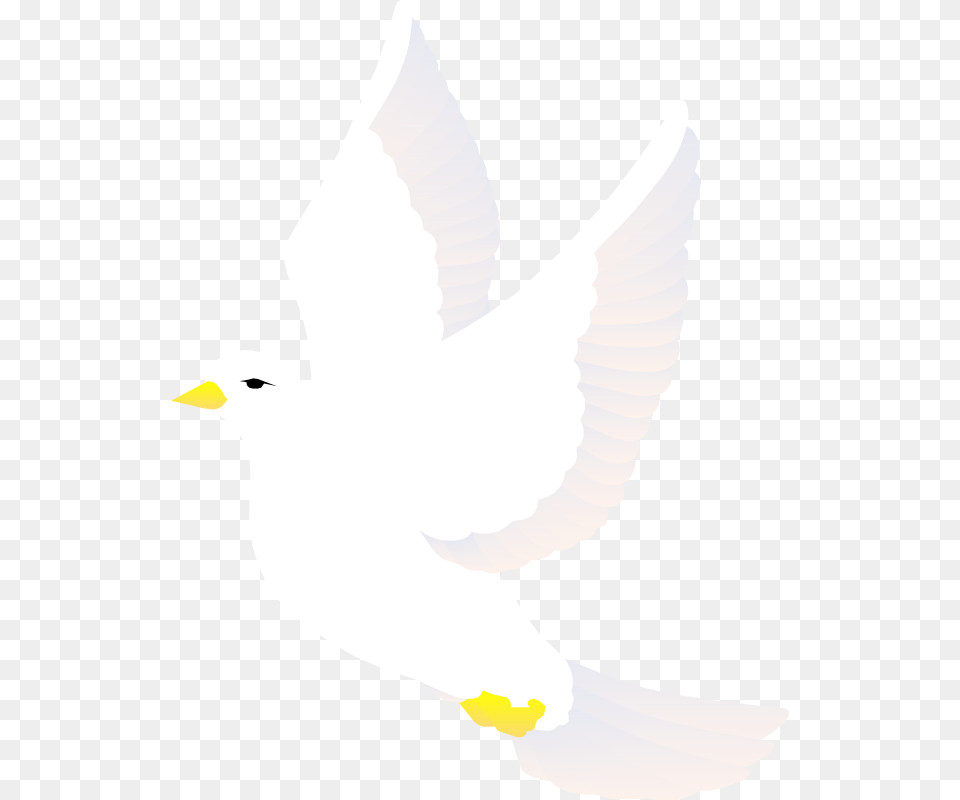 Vector Bird White Bird Vector, Animal, Pigeon, Dove, Person Free Transparent Png