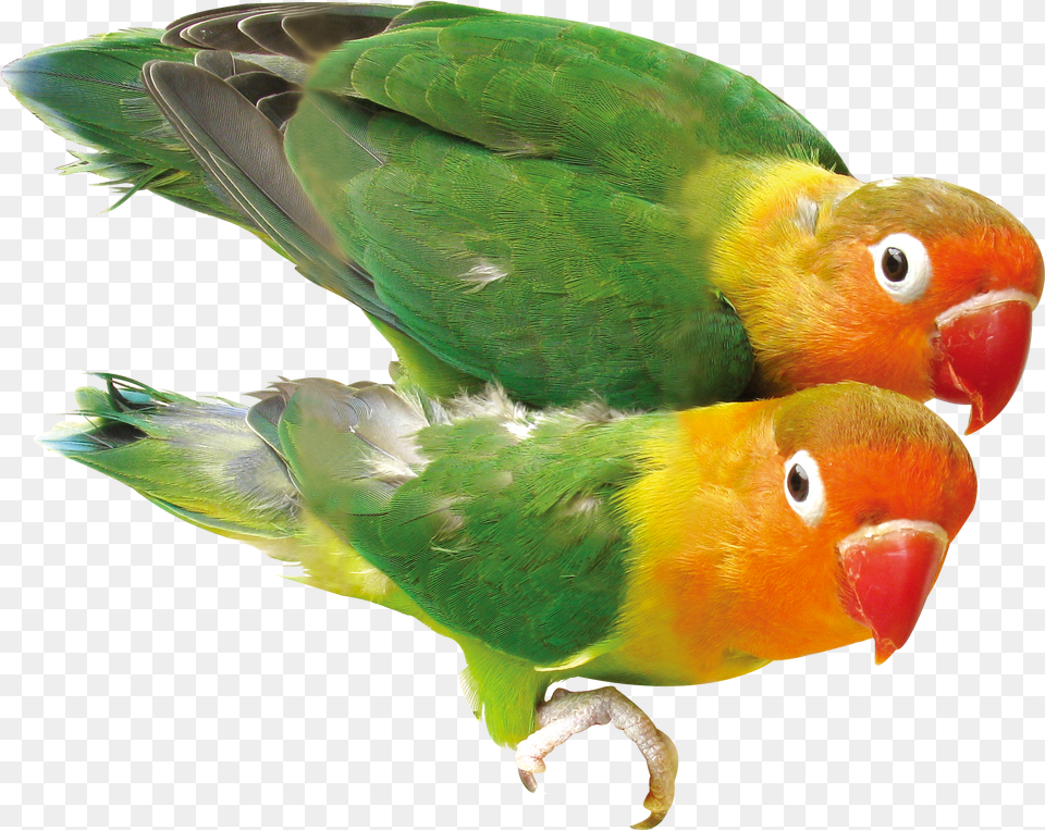 Vector Black And White Library Bird Pair Of Casal Papagaio, Animal, Parakeet, Parrot Free Png