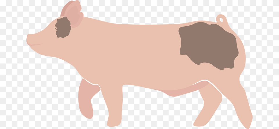 Vector Black And White Stock Freebies Ladies Agriculture Show Pig, Animal, Hog, Mammal, Boar Free Png