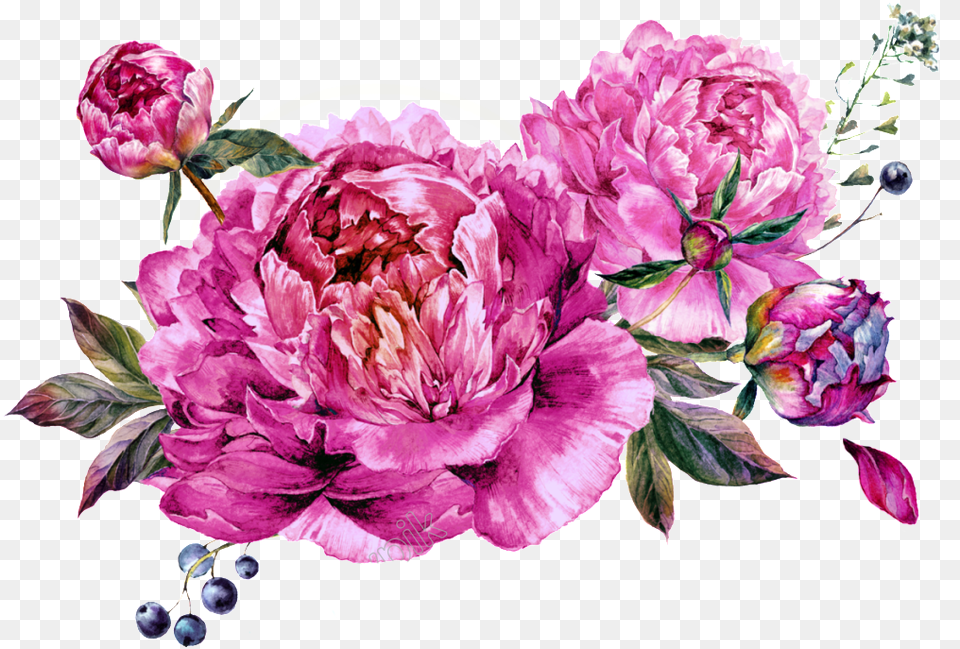 Vector Bouquet Peony Download Invasions Of The Heart Book, Plant, Flower, Art, Graphics Png Image