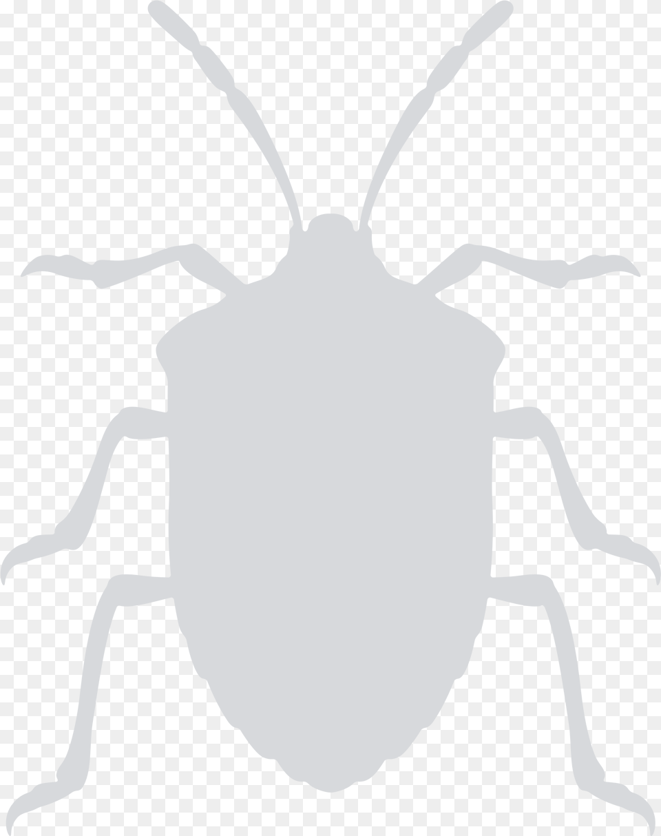 Vector Bug Stink Transparent Stink Bug Clipart Black And White, Person, Animal Png