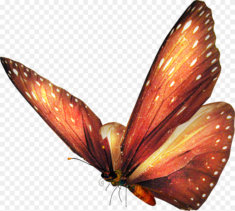 Vector Butterfly, Animal, Insect, Invertebrate, Monarch Free Png Download