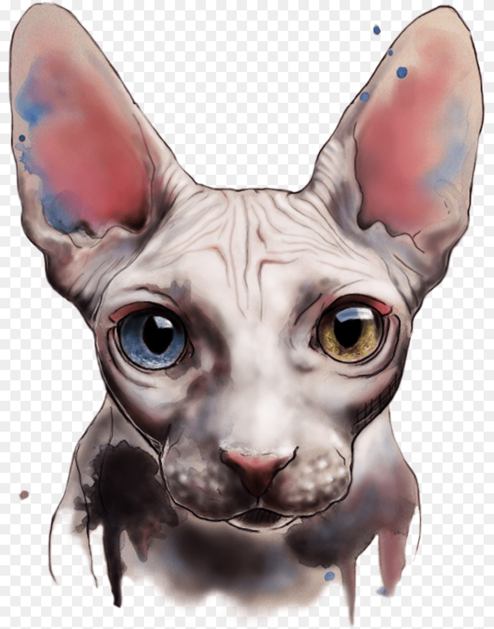 Vector Cats American Curl Hairless Cat Watercolour, Person, Animal, Pet, Mammal Free Transparent Png