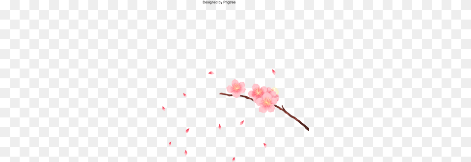 Vector Cherry Blossom In Spring Time Vector Cherry, Flower, Petal, Plant, Bud Free Png Download