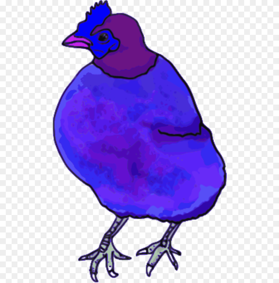 Vector Clip Art, Animal, Bird, Jay, Face Png