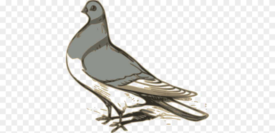Vector Clip Art Of Grey Pigeon Illustration, Animal, Bird, Clothing, Footwear Png