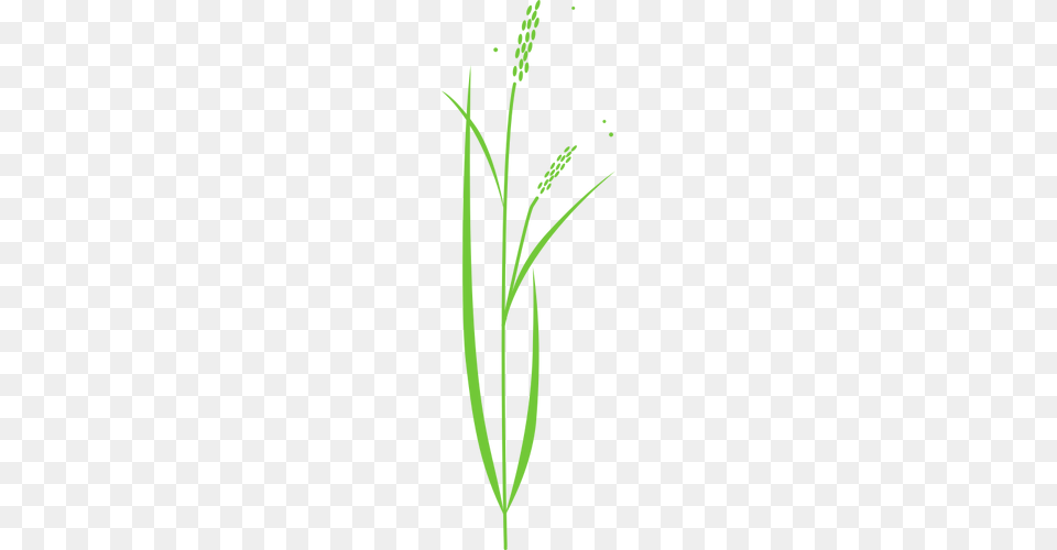 Vector Clip Art Of Simple Rice Plant, Grass, Vegetation, Agropyron, Green Png Image