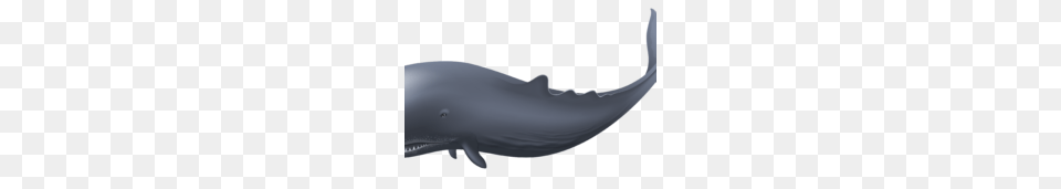 Vector Clipart, Animal, Mammal, Sea Life, Whale Free Png