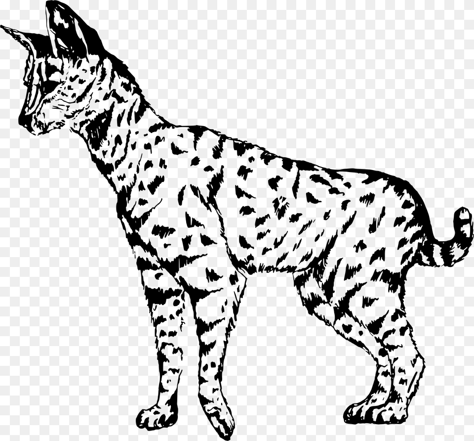 Vector Clipart Cat Savannah Cat Vector, Gray Png Image