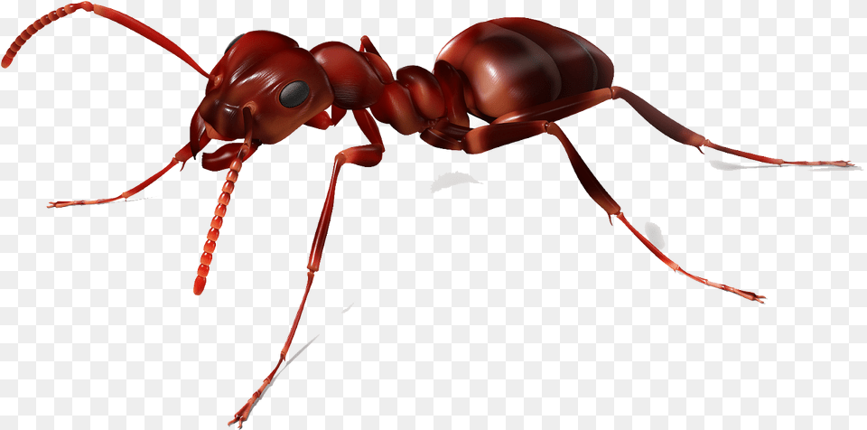 Vector Clipart Psd Ant, Animal, Insect, Invertebrate Free Png Download