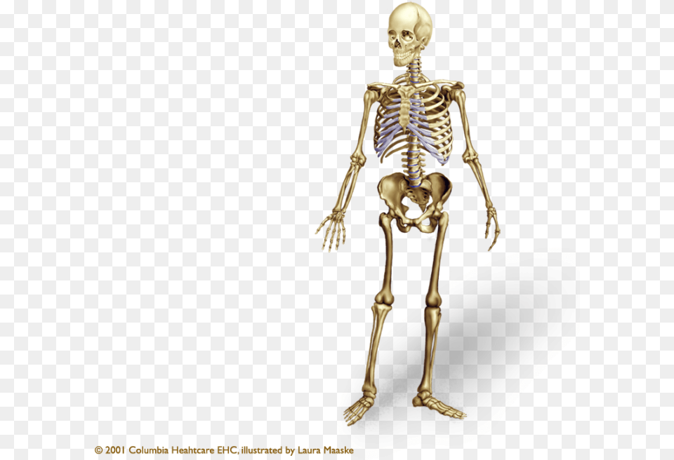 Vector Clipart Psd Peoplepng Human Skeleton, Adult, Female, Person, Woman Png