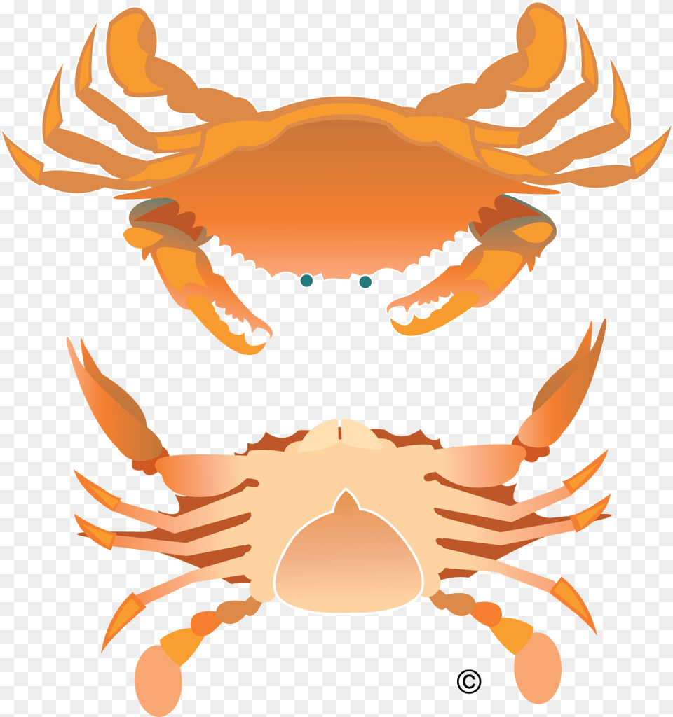 Vector Crab Illustration Clip Art Rock Crab Full Size Crab Birds Eye View, Food, Seafood, Animal, Invertebrate Png Image