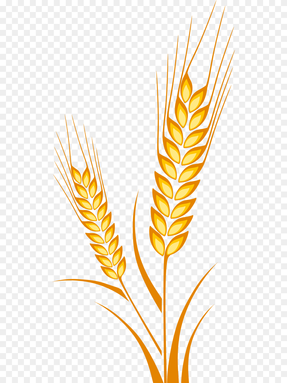 Vector Crops Drawing Cereal Grain Espiga De Trigo Dibujo, Food, Produce, Wheat Png