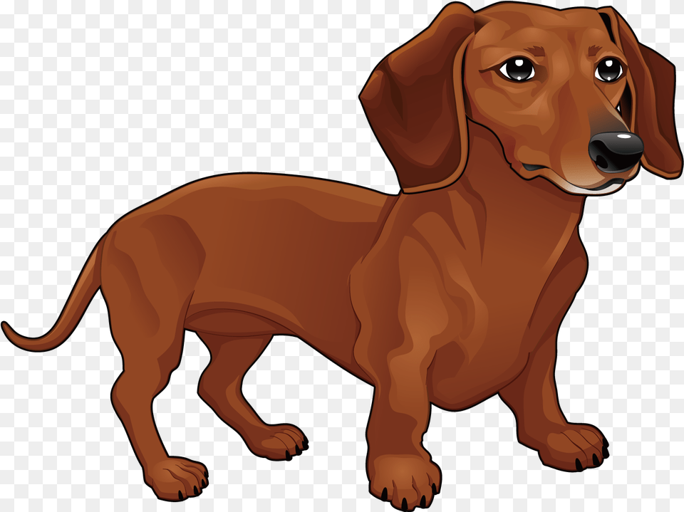 Vector Dachshund Transprent Dachshund Vector, Snout, Pet, Mammal, Hound Free Png Download