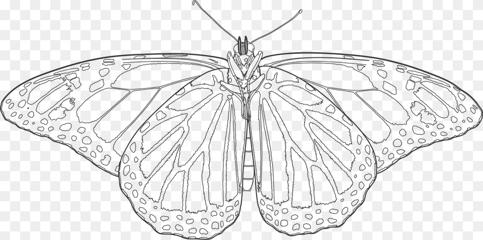 Vector Drawing Formatted For Engraving Evolution Of Butterfly Drawing, Art, Animal, Insect, Invertebrate Free Transparent Png