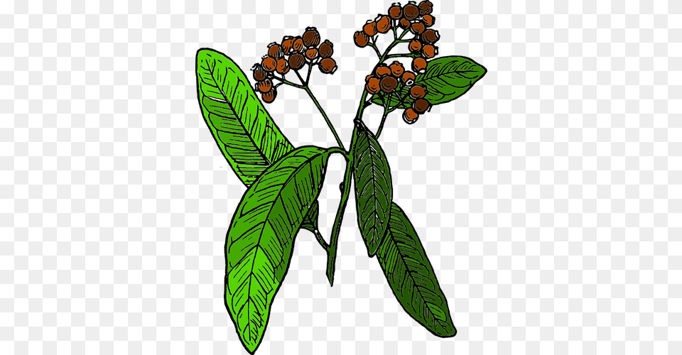 Vector Drawing Of Allspice Fruit, Vegetation, Tree, Plant, Herbal Png Image
