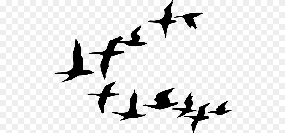 Vector Flock Of Birds Clipart, Animal, Bird, Flying, Silhouette Png Image
