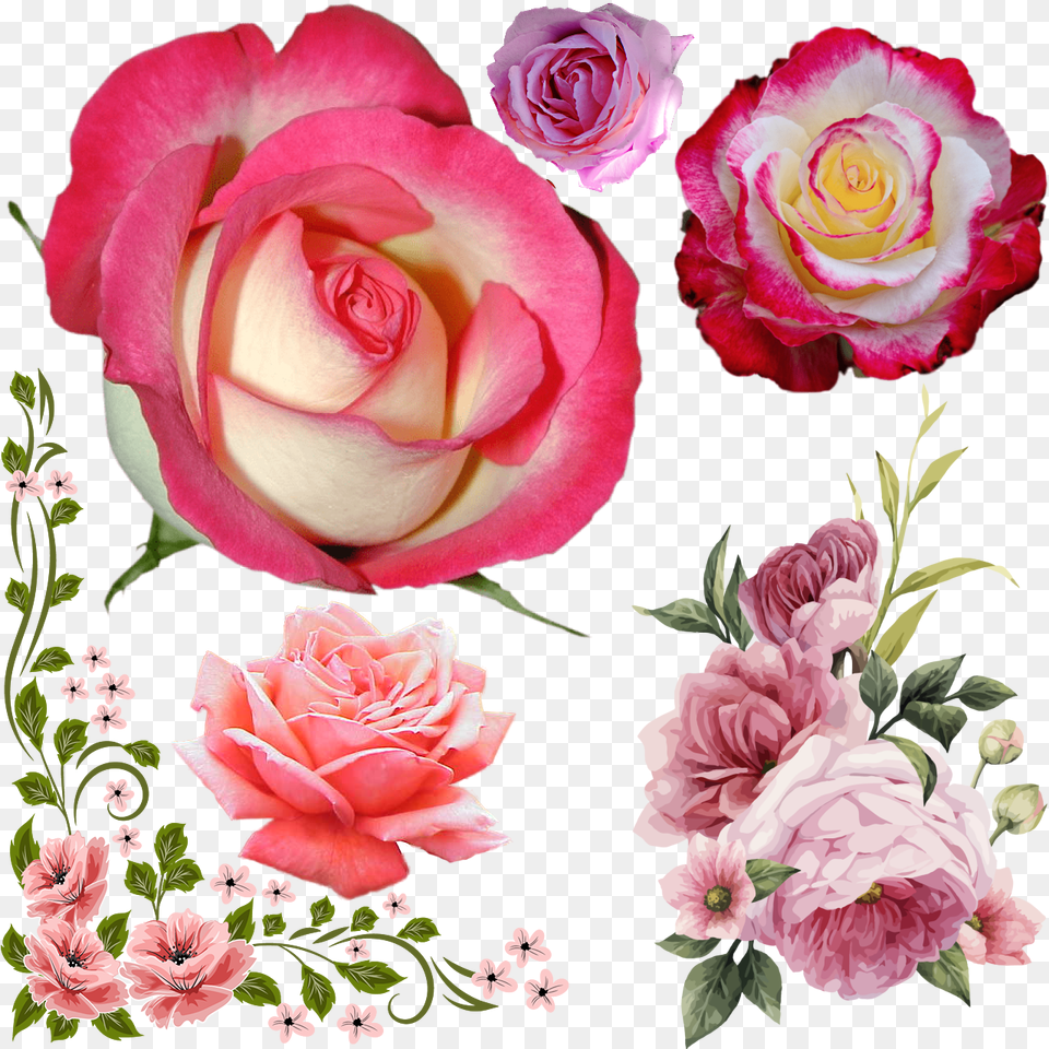 Vector Flower Border, Plant, Rose, Petal, Pattern Png
