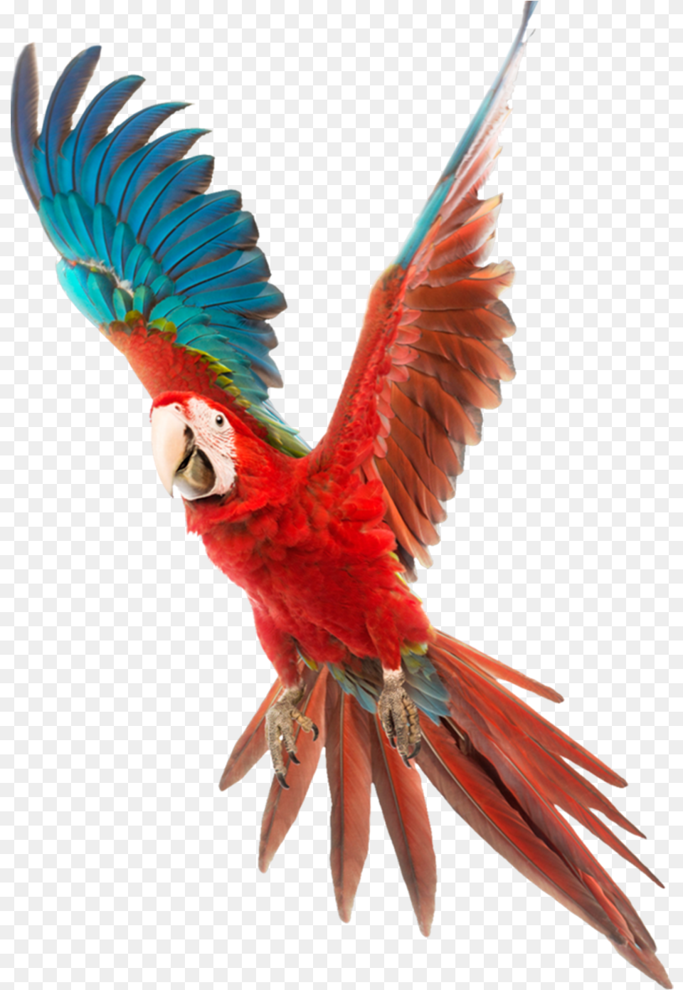 Vector Bird Budgerigar Cockatiel Cage Flying Parrot, Animal, Macaw Free Png Download