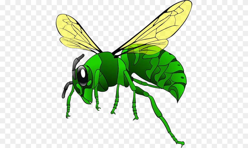 Vector Vectors Download, Animal, Bee, Insect, Invertebrate Free Transparent Png