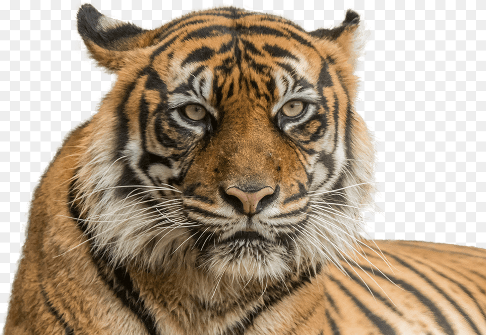 Vector Freeuse Stock Sumatran National Zoo Aquarium Diergaarde Blijdorp, Animal, Mammal, Tiger, Wildlife Free Png