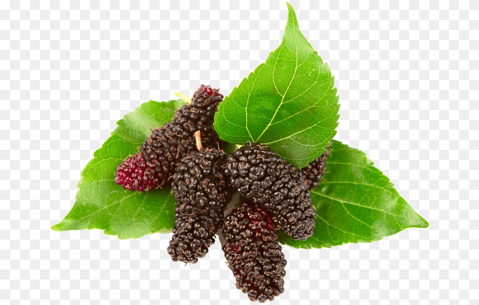 Vector Fruits Mulberry Mulberry, Berry, Food, Fruit, Plant Free Png Download