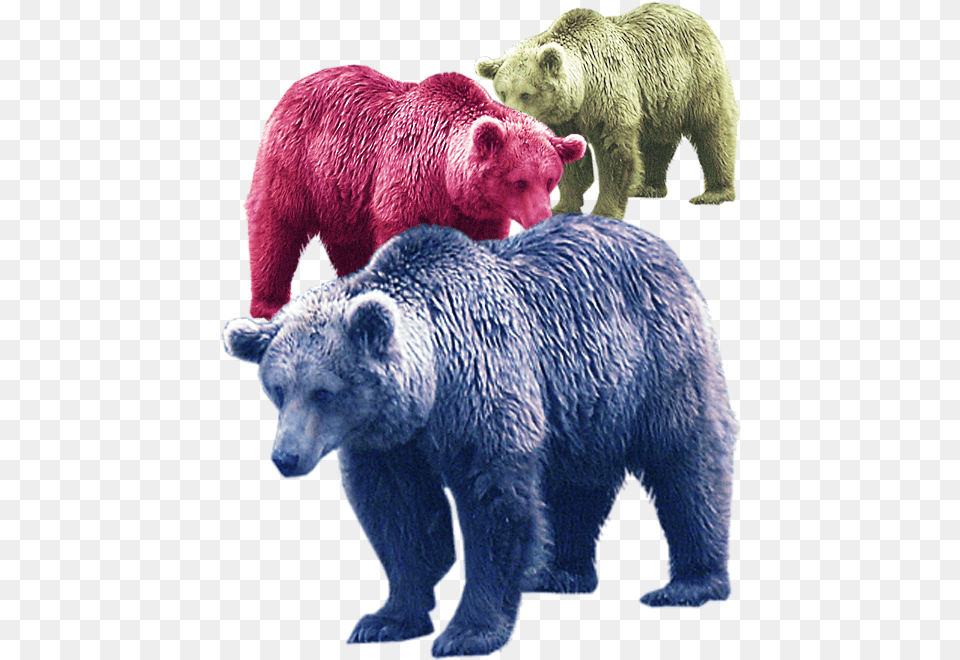 Vector Fur Bear Real Animals For Kids, Animal, Mammal, Wildlife, Brown Bear Free Transparent Png