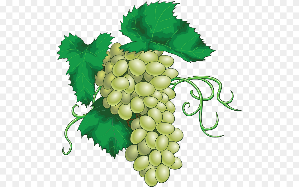 Vector Grapes Download Vector Grapes, Food, Fruit, Plant, Produce Png Image