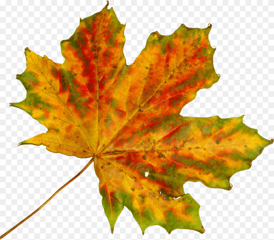 Vector Graphic Black Maple In Fall, Leaf, Plant, Tree, Maple Leaf Png