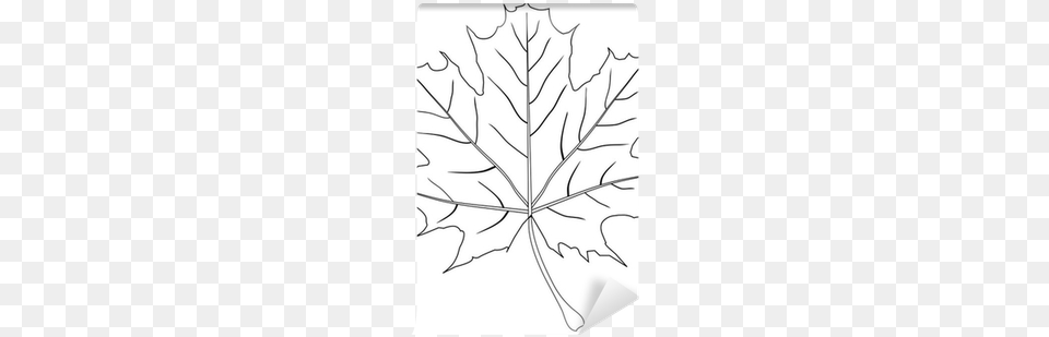 Vector Graphics, Leaf, Maple Leaf, Plant, Tree Free Png Download