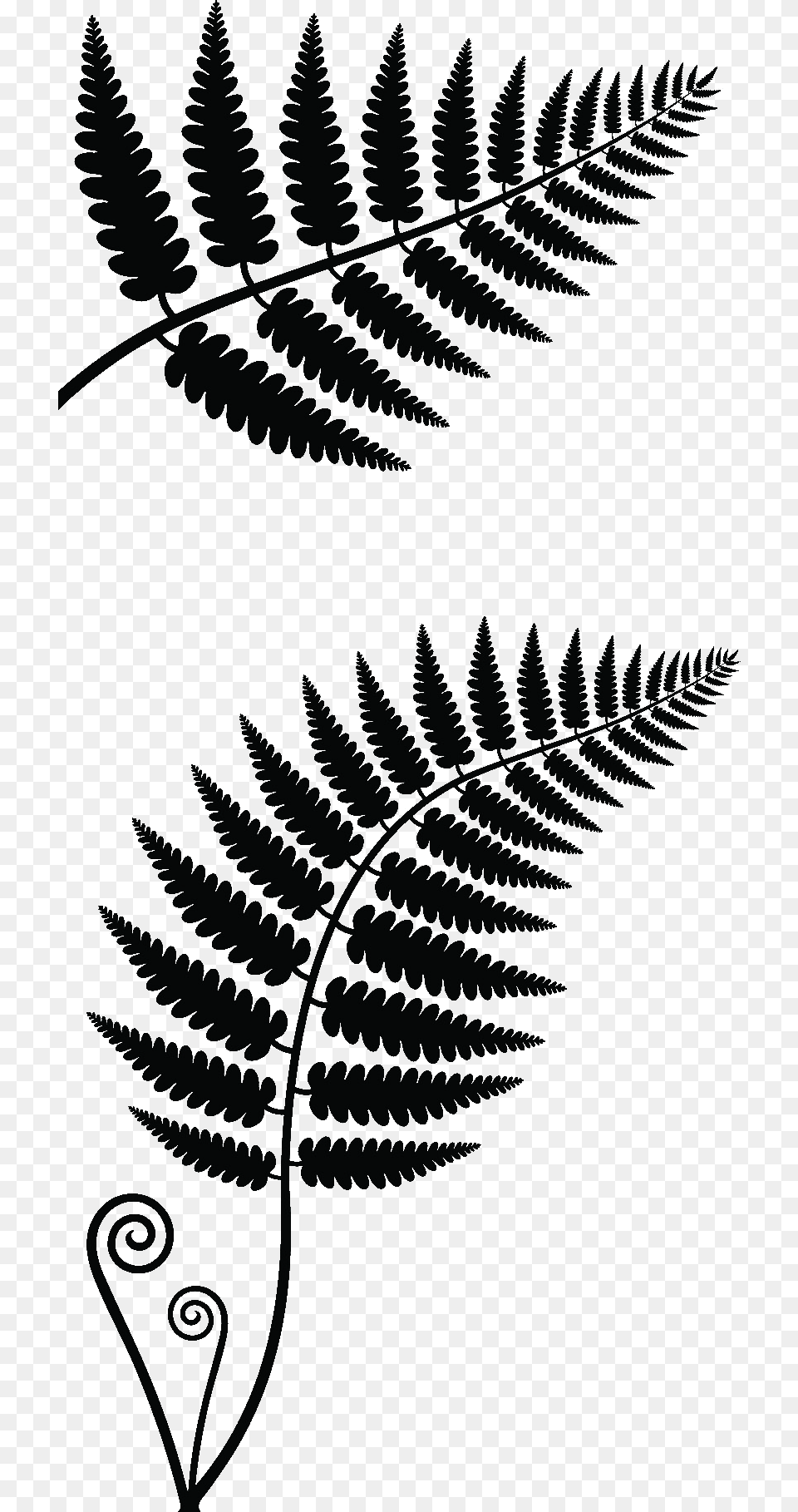 Vector Graphics, Fern, Plant, Pattern Png Image