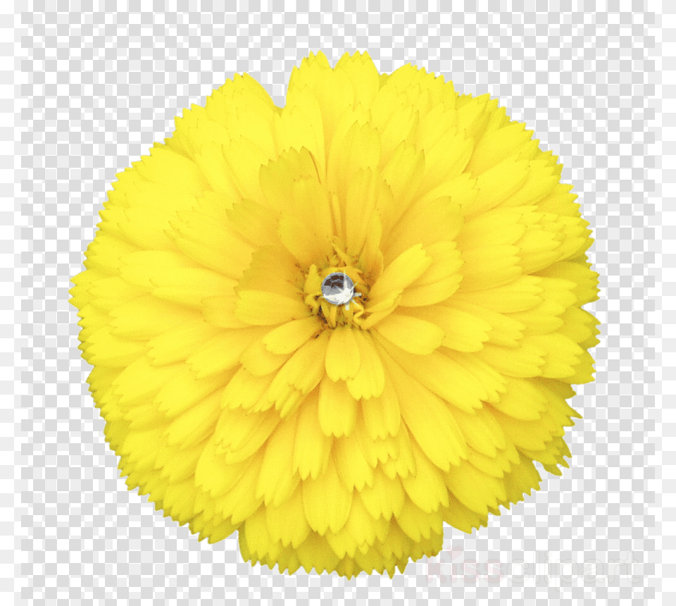 Vector Graphics, Flower, Plant, Dahlia, Daisy Free Png Download