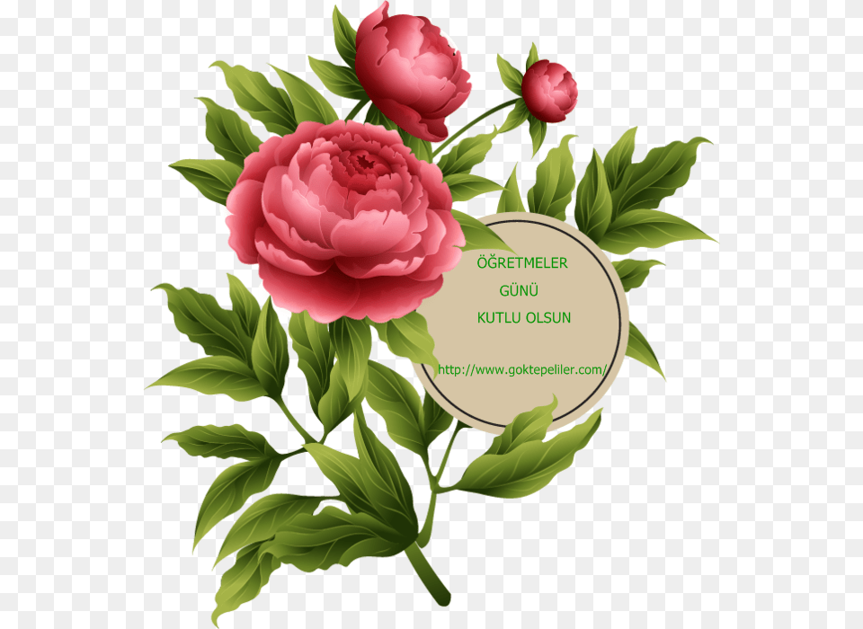 Vector Graphics, Flower, Plant, Rose, Peony Free Png