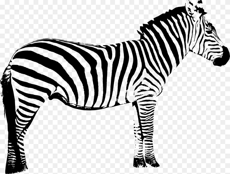 Vector Graphics Clip Art Zebra Silhouette Illustration Zebra Clip Art Black And White, Gray Free Png Download