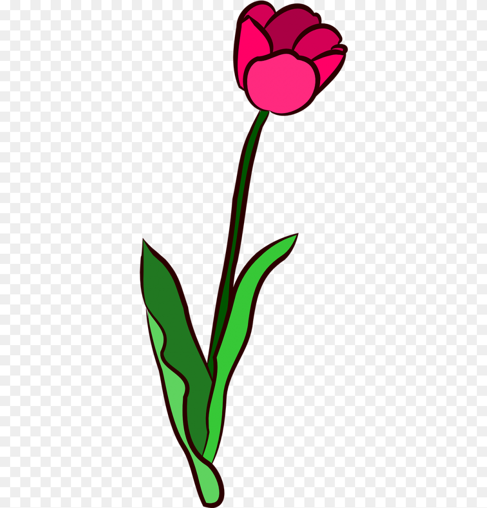 Vector Graphics Clipart Flower, Plant, Tulip, Petal Free Png Download