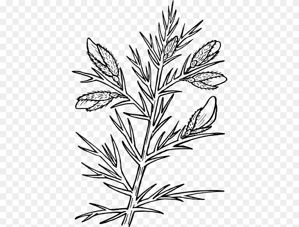 Vector Graphics Gorse Plant Clip Art, Gray Free Png Download