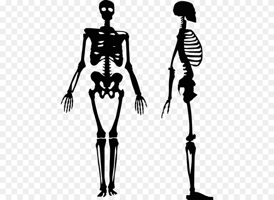 Vector Graphics Human Skeleton Clip Art Royalty Free Human Skeleton Silhouette, Gray Png Image