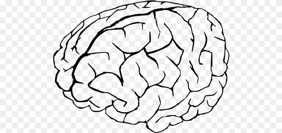 Vector Graphics Of Human Brain In White And Black Coloring, Gray Free Png Download