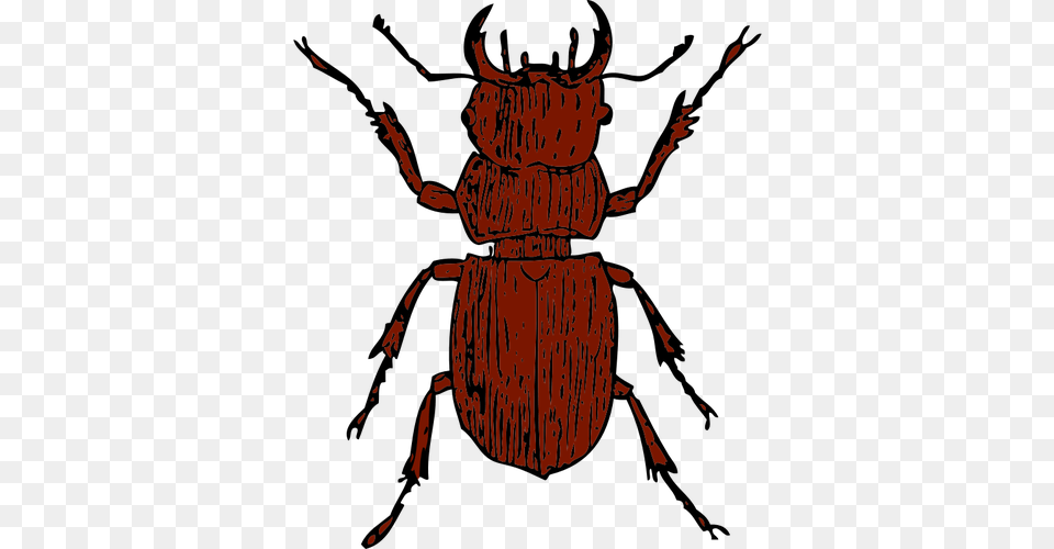 Vector Graphics Of Stag Beetle, Person, Animal, Dung Beetle, Insect Free Png