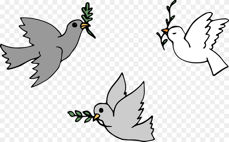 Vector Graphics Religion Bird, Animal, Pigeon, Dove, Baby Free Transparent Png