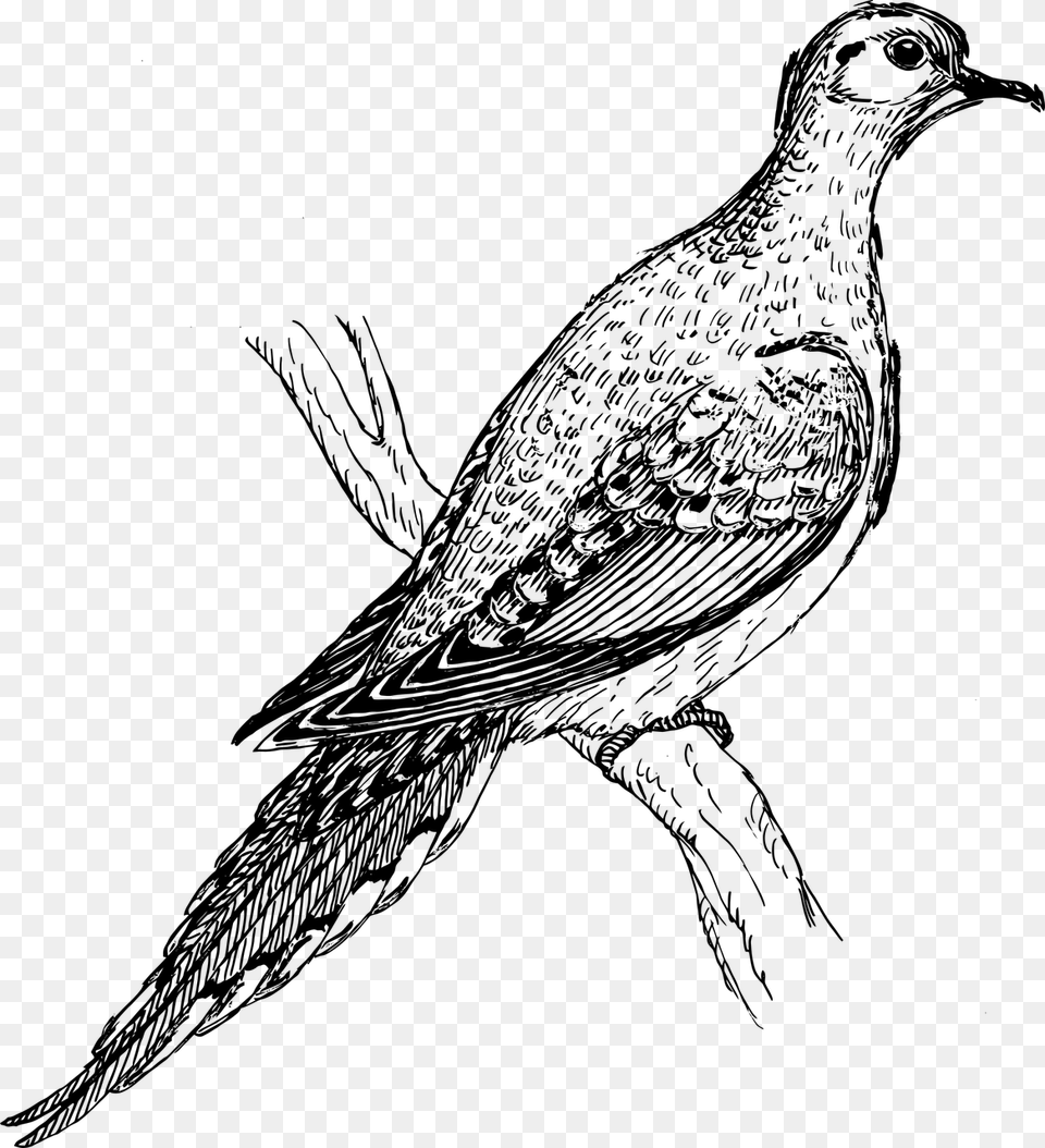 Vector Graphicsfree Pictures Photos Mourning Dove, Gray Free Transparent Png