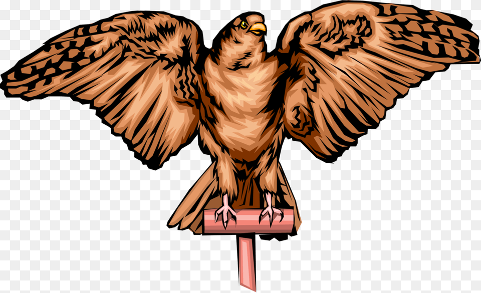 Vector Hawks Peregrine Falcon Illustration, Vulture, Animal, Bird, Beak Png