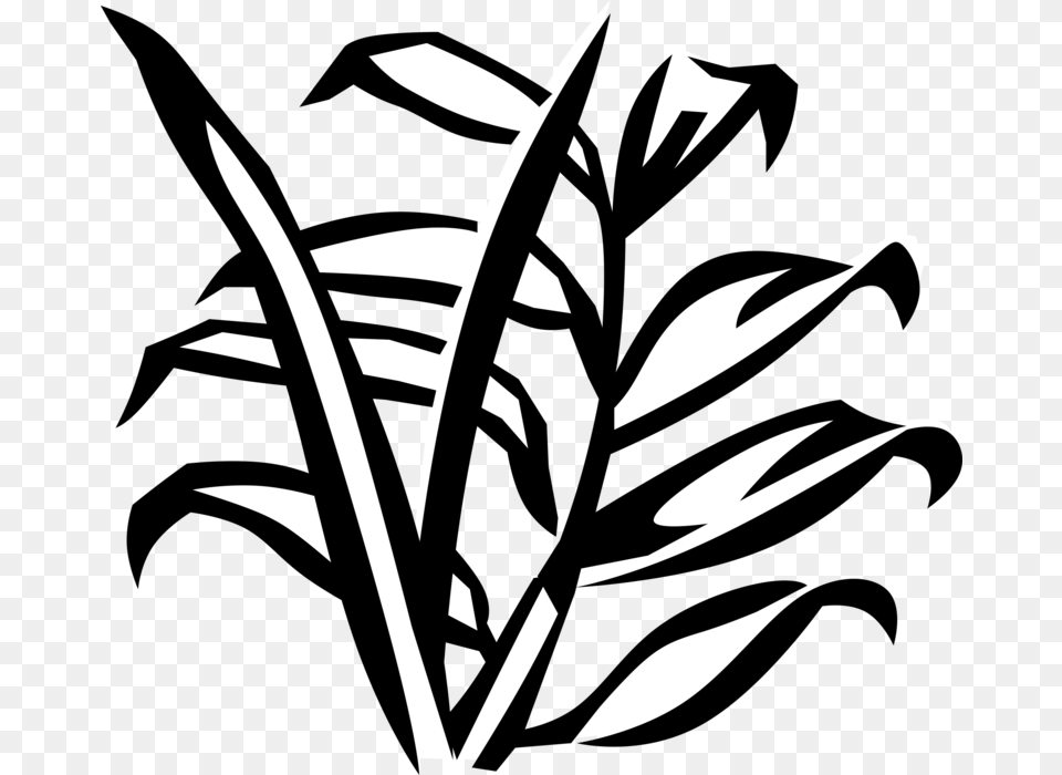 Vector Illustration Of Arecaceae Palm Tree Botanical, Plant, Stencil, Leaf, Silhouette Png Image