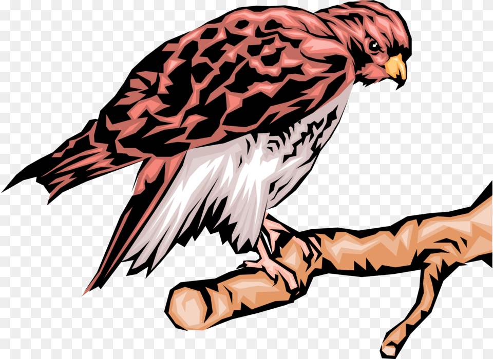 Vector Illustration Of Bird Of Prey Eagle Raptor Bird Hawk, Animal, Vulture, Beak, Buzzard Png Image