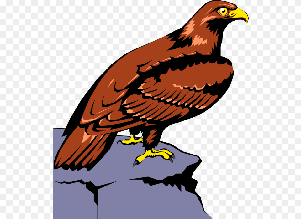 Vector Illustration Of Bird Of Prey Raptor Eagle Perched Aquila Clipart, Animal, Beak, Kite Bird, Hawk Png Image