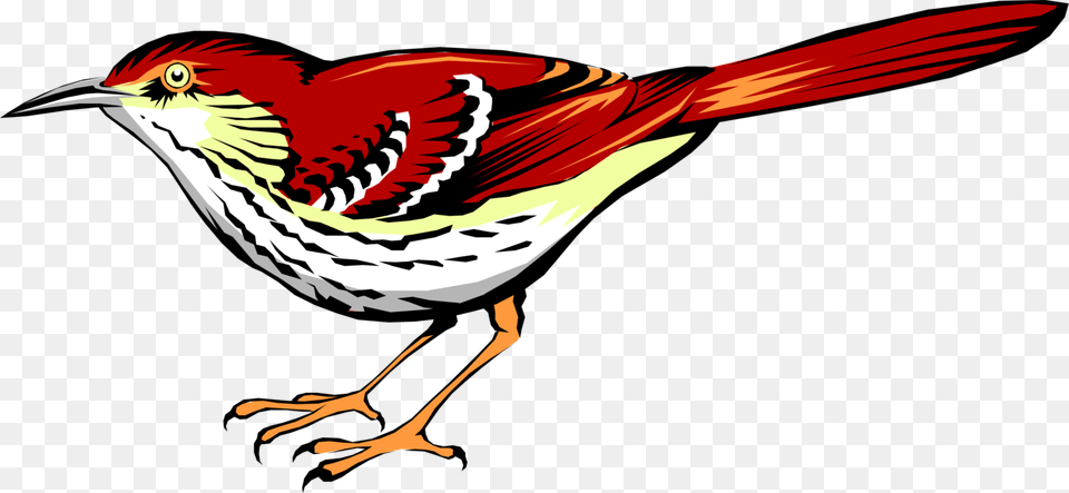 Vector Illustration Of Bright Reddish Brown Thrasher Vector Brown Thrasher, Animal, Beak, Bird, Finch Png