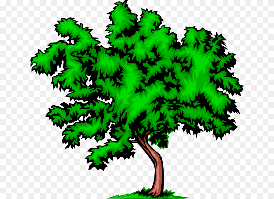 Vector Illustration Of Bushy Deciduous Tree Diet Tree, Green, Plant, Vegetation, Art Png Image