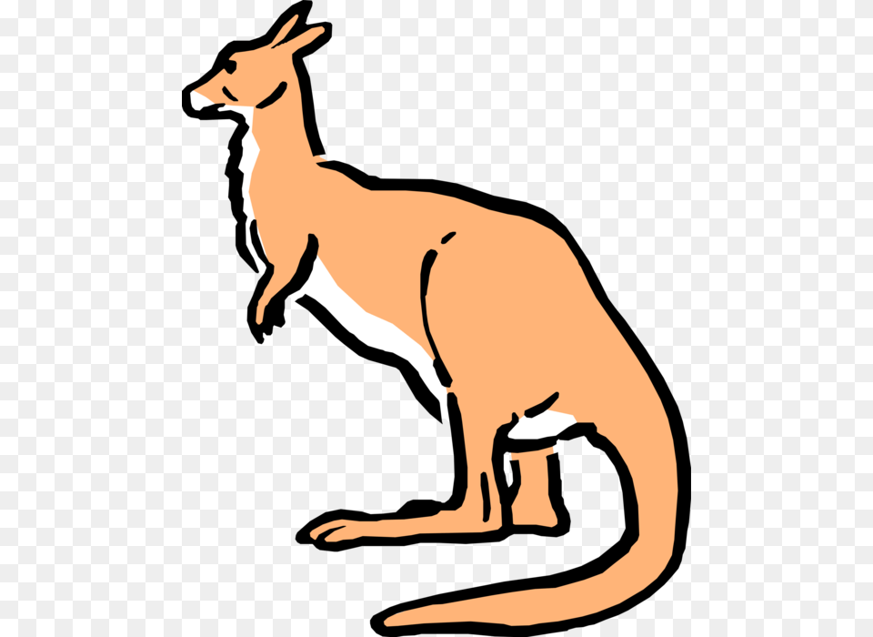 Vector Illustration Of Cartoon Australian Marsupial Cartoon Australian Kangaroo, Animal, Mammal Free Png