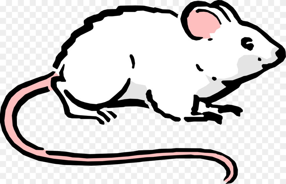 Vector Illustration Of Cartoon Rodent White Mouse Ratos Desenho, Animal, Mammal, Baby, Person Free Transparent Png