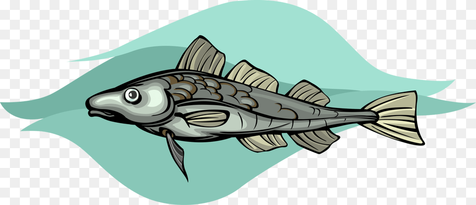 Vector Illustration Of Cod Demersal Marine Fish Billfish, Animal, Sea Life, Shark Png Image